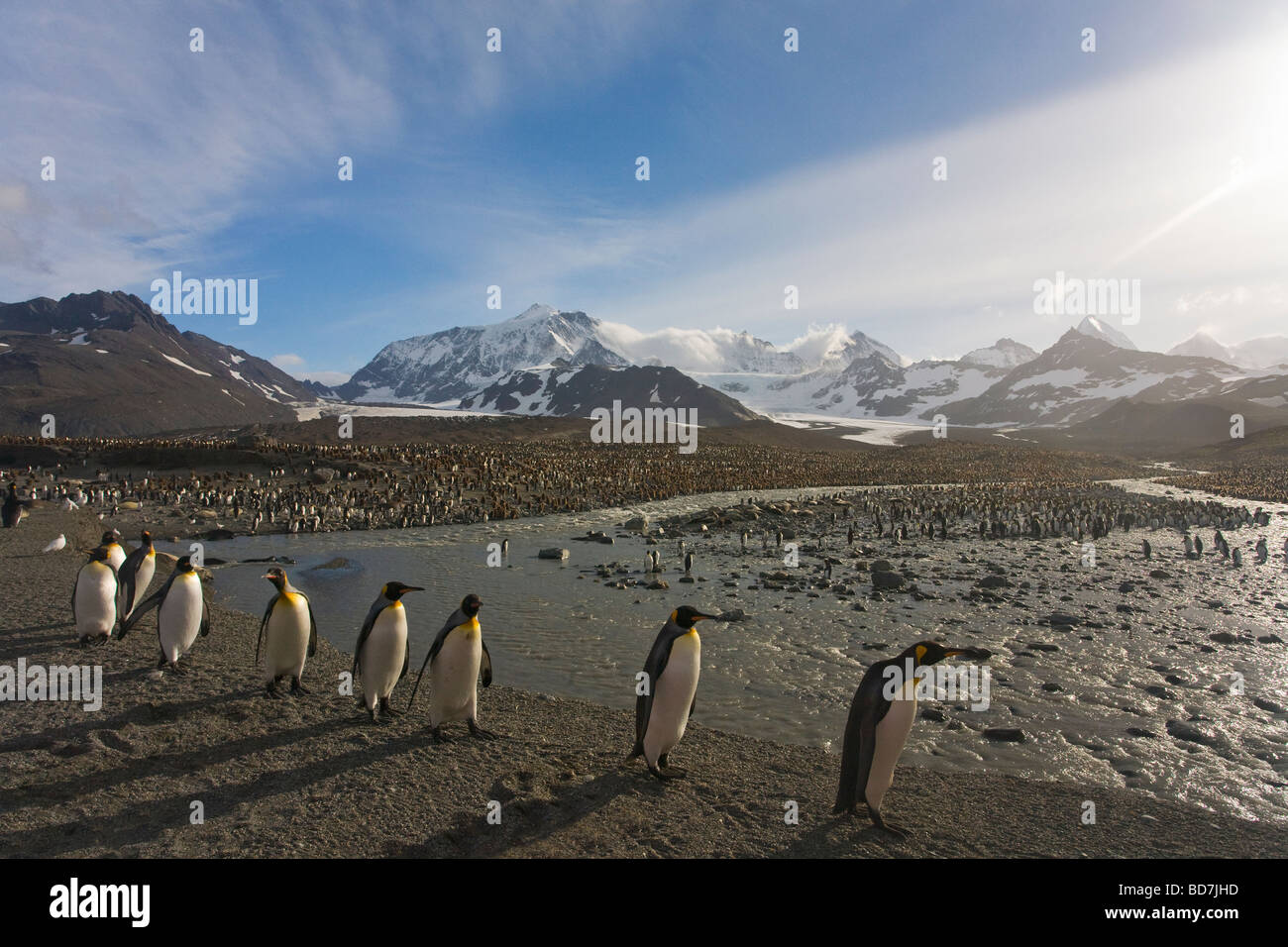 König Penguins Aptenodytes Patagonicus St. Andrews Bay South Georgia Antarktis Stockfoto
