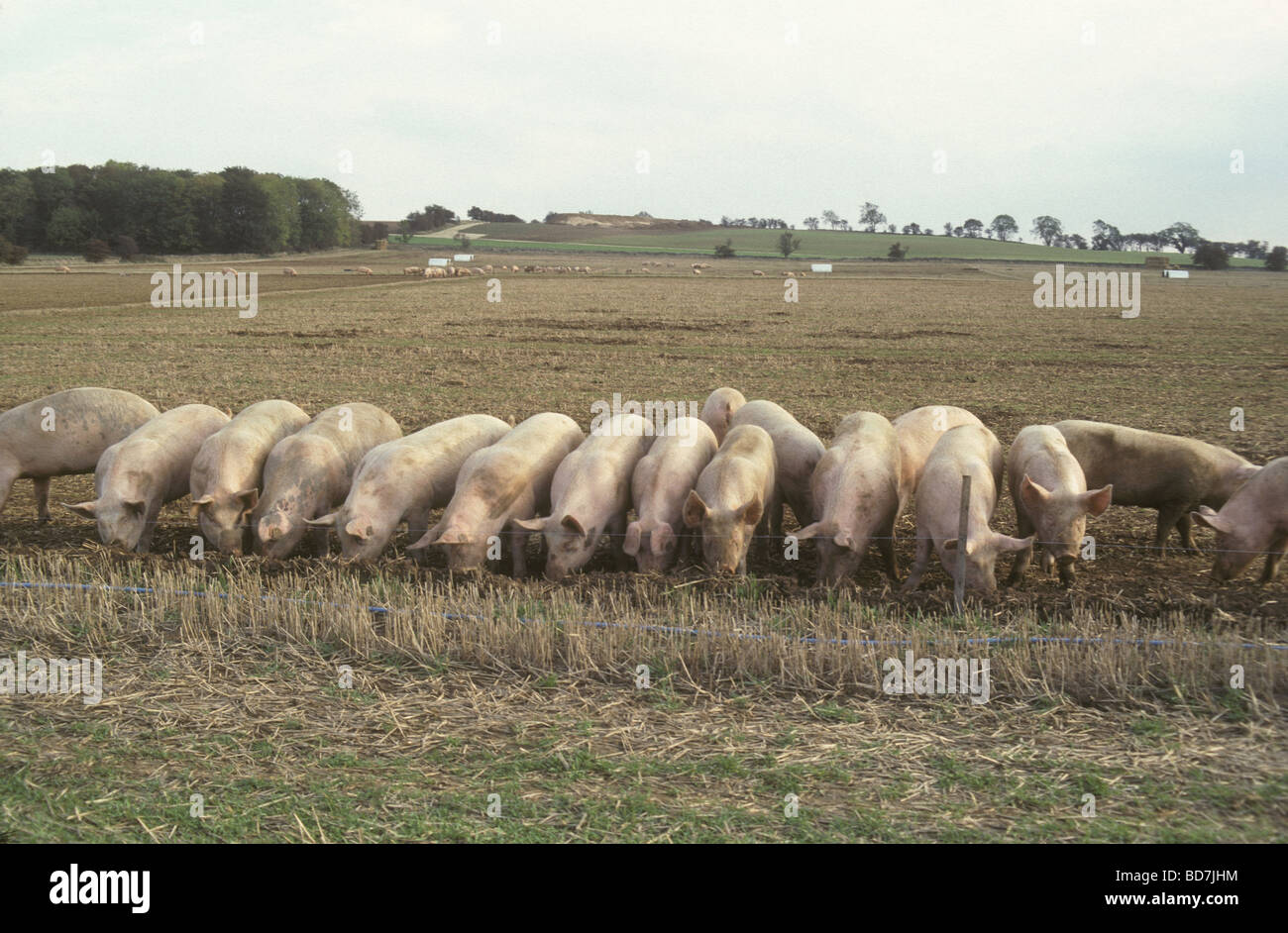 Freilandhaltung Schweine im Bereich Cutsdean Cotswolds UK Stockfoto