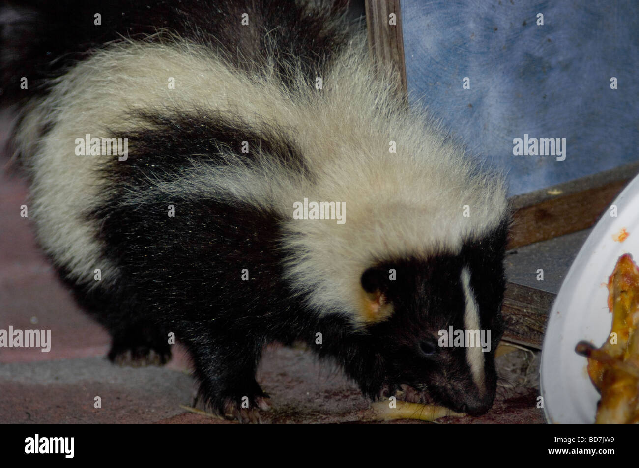 Stinktier Reste Essen Stockfotografie - Alamy