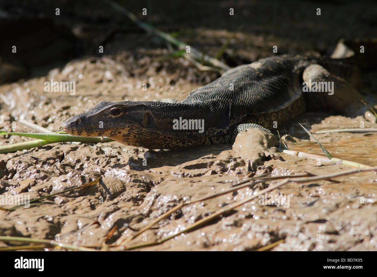 Waran am Ufer des Kinabatang Flusses in Borneo, Malaysia. Stockfoto