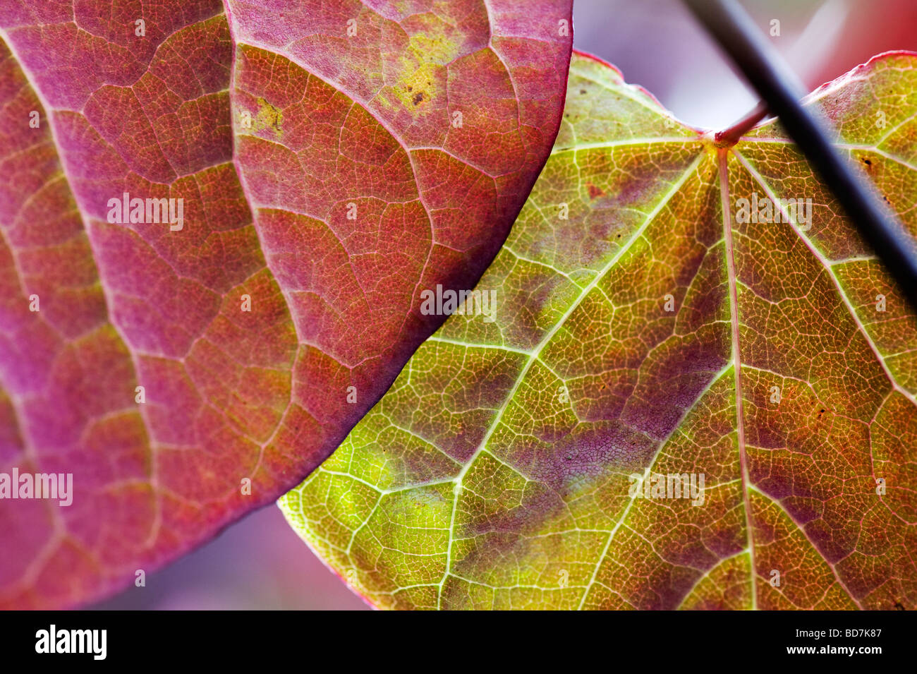 Cercis canadensis 'Forest Pansy'. Östliche Redbud Baum Blätter Stockfoto