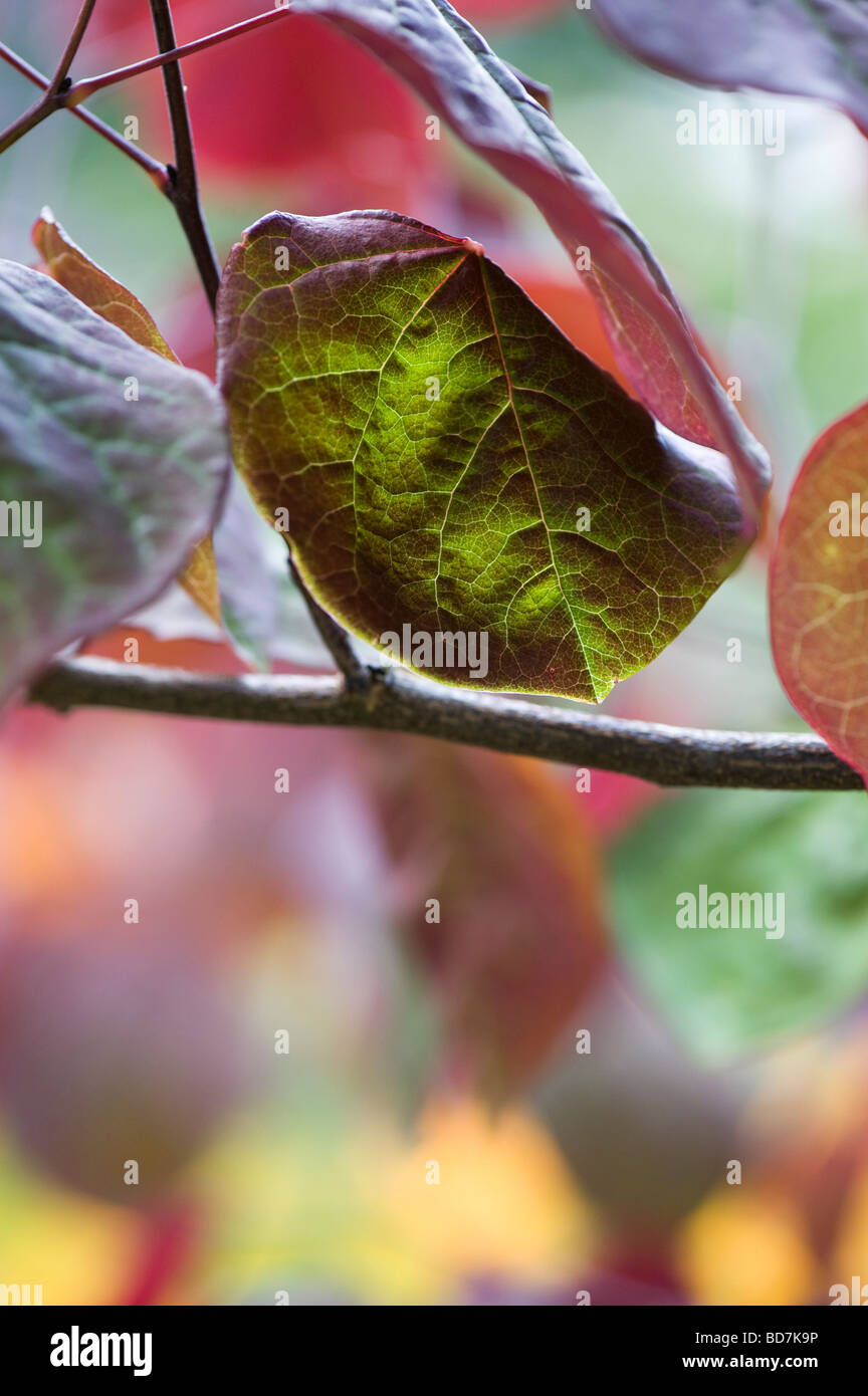 Cercis canadensis 'Forest Pansy'. Östliche Redbud Baum Blätter Stockfoto