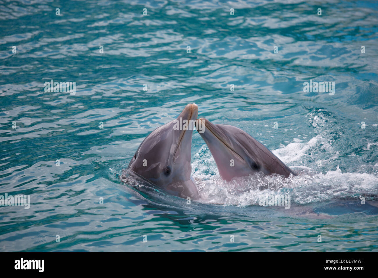 Delfinshow im Acuario Nacional Kuba Stockfoto