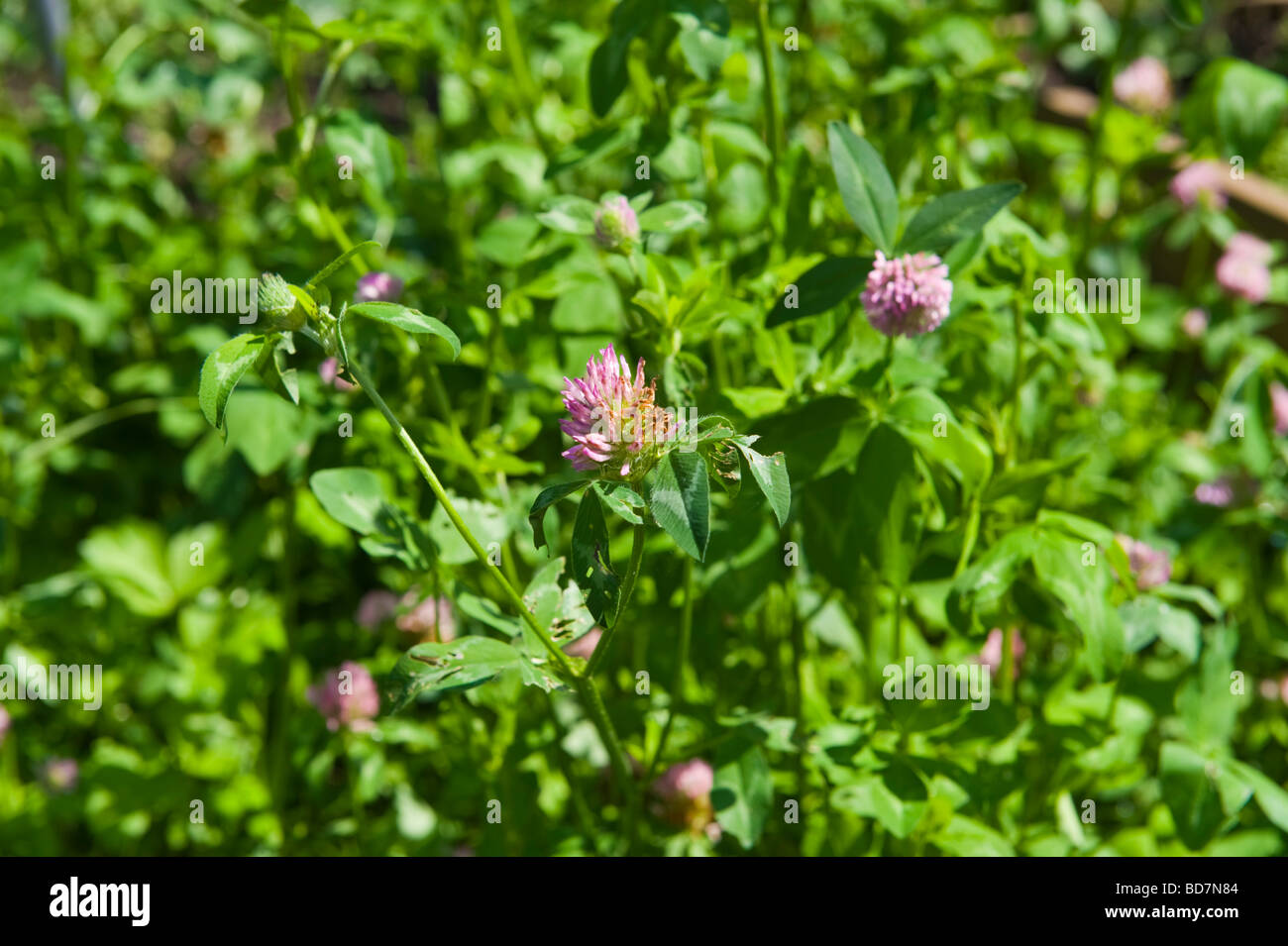 Rotklee als eine Gründüngung verwendet und zieht Bienen in Gärten und auf Bauernhöfen UK Stockfoto