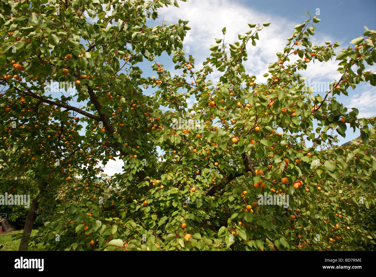 Aprikosenbaum in Wachau Stockfoto
