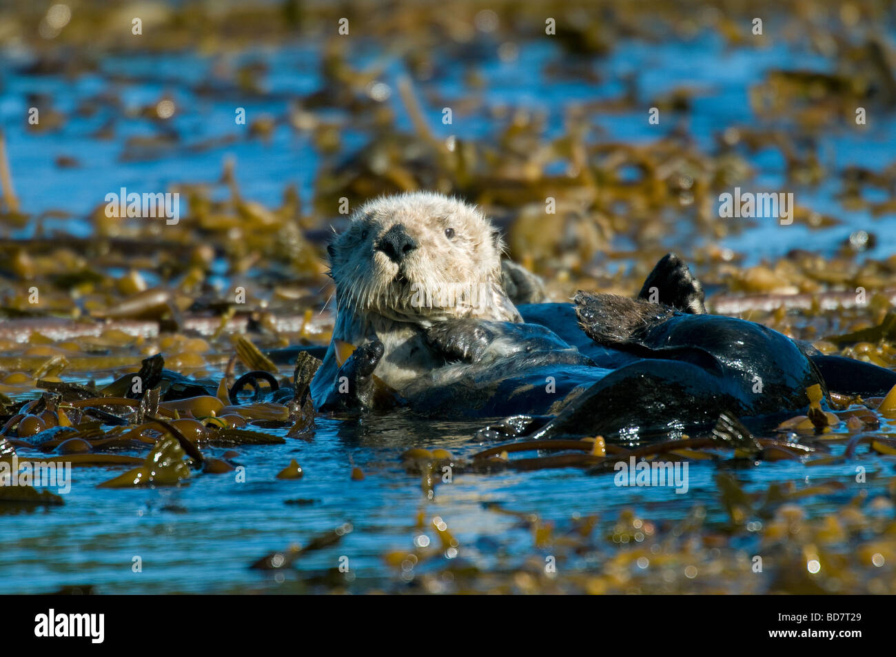 Seeotter Enhydra lutris in Seetang bett Point Lobos State Reserve CA USA Ende Dezember, von Dominique Braud/Dembinsky Foto Assoc Stockfoto