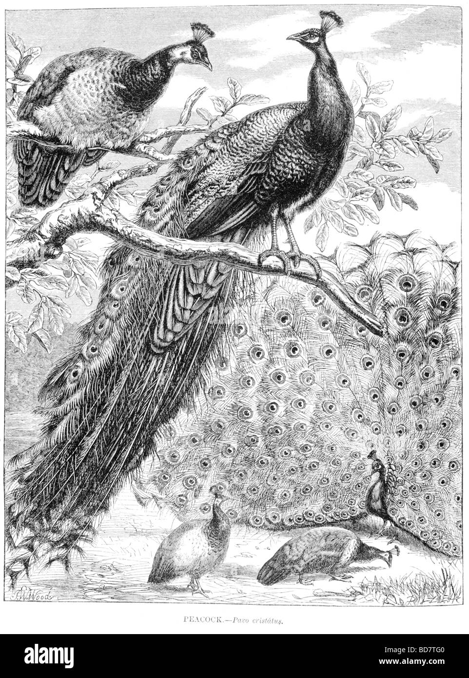 Pfau Pavo cristatus Stockfoto