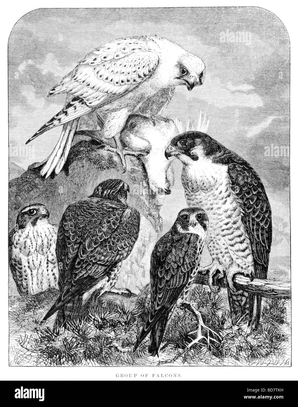 Gruppe der Falken Bird Of prey Stockfoto