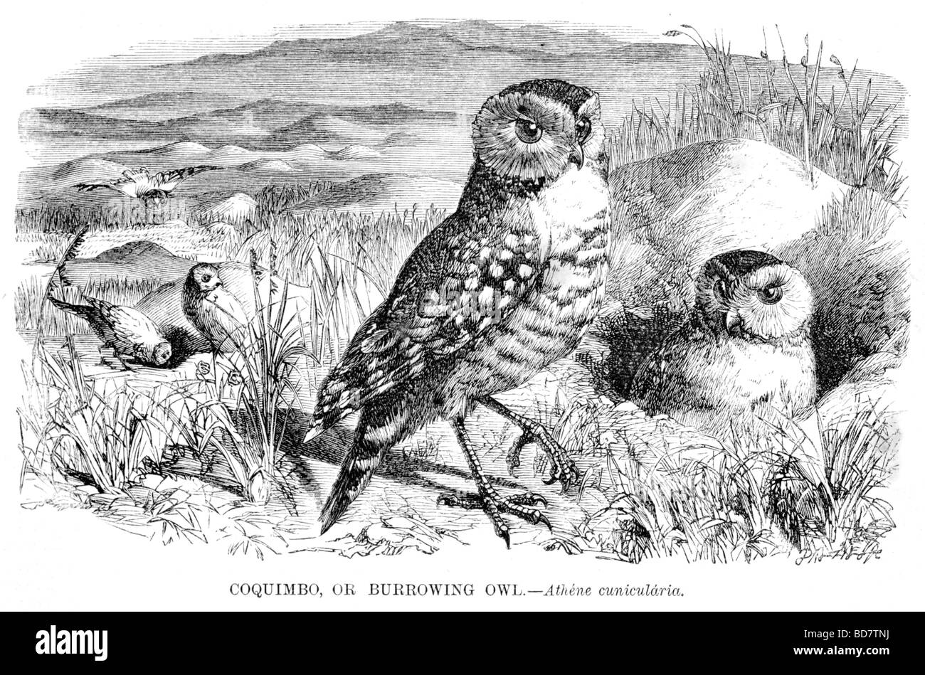 Coquimbo oder Kanincheneule Athene Cunicularia Raubvogel Eule Stockfoto
