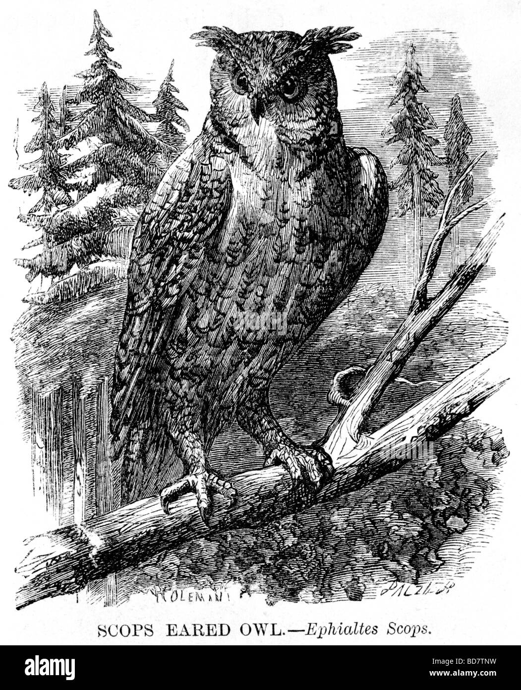 Zwergohreule eared Eule Ephialtes Zwergohreule Raubvogel Stockfoto