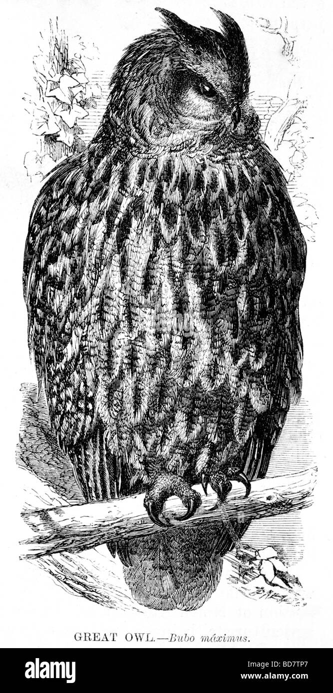 große Eule Bubo Maximus Raubvogel Stockfoto