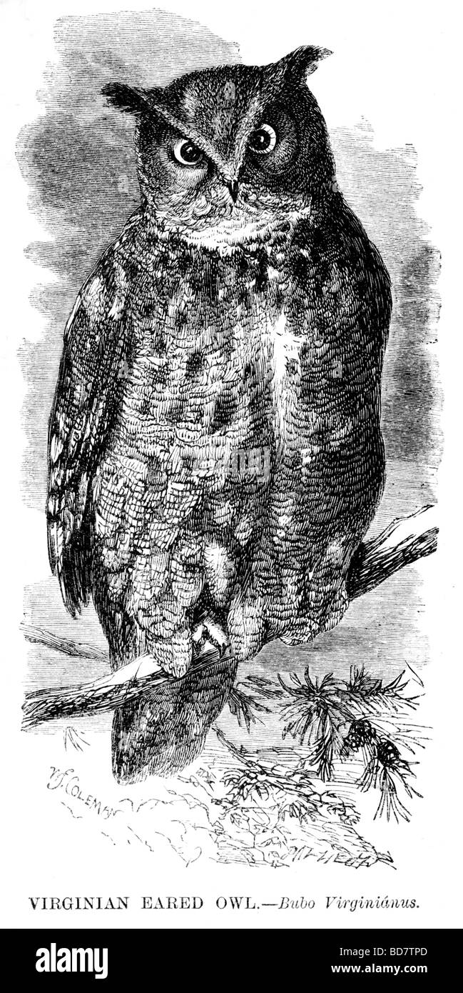 Verginian eared Eule Bubo Virginianus Raubvogel Stockfoto