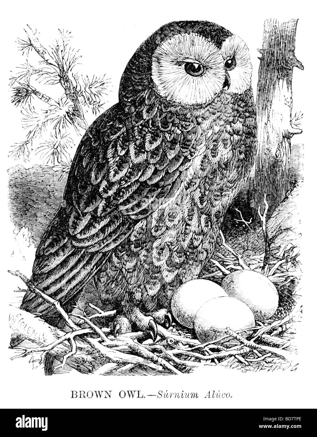 braune Eule Surnium Aluco Raubvogel Stockfoto