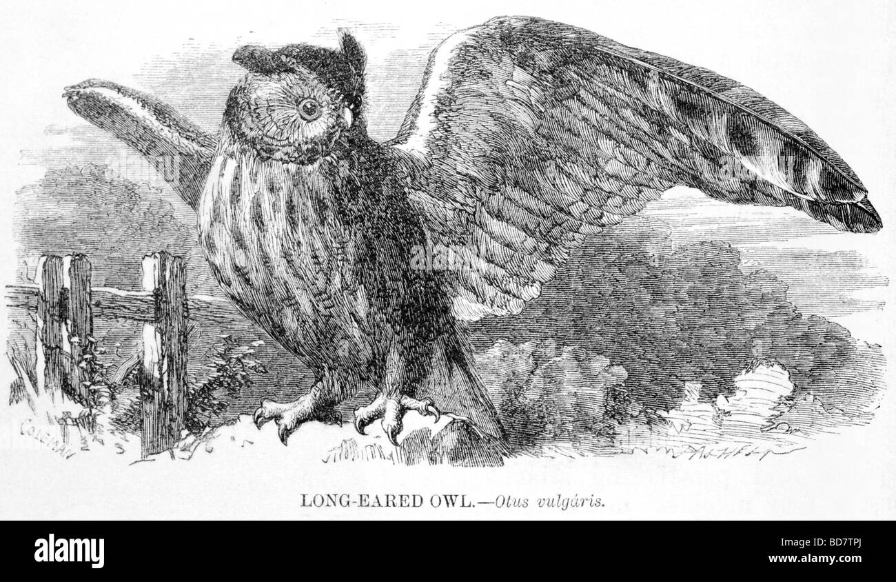 lange eared Eule Otus Vulgaris Raubvogel Stockfoto