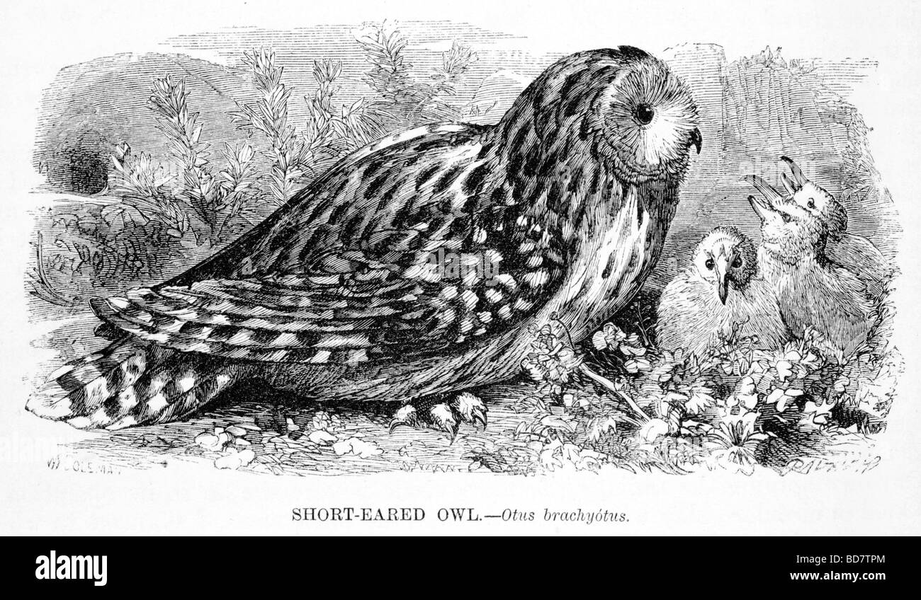 kurze eared Eule Otus Brachyotus Raubvogel Stockfoto