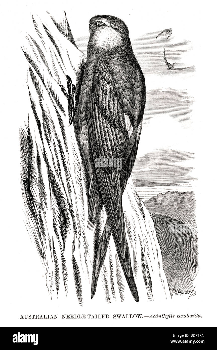 australische Nadel angebundene Schwalbe Acanthylis caudacuta Stockfoto