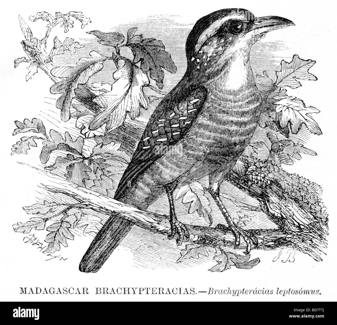 Madagaskar Brachypteracias Brachypteracias leptosomus Stockfotografie