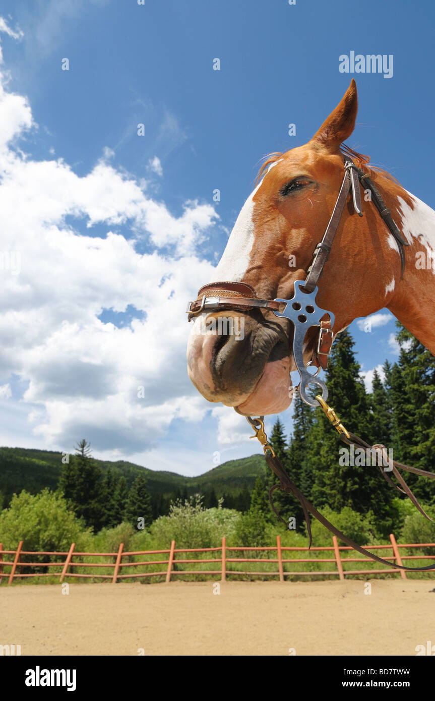 Ein Pferd gesattelt und gezügelten genießt einen warmen Sommernachmittag in einem Pferd Reiten Ring in Colorado Rocky Mountains. Stockfoto