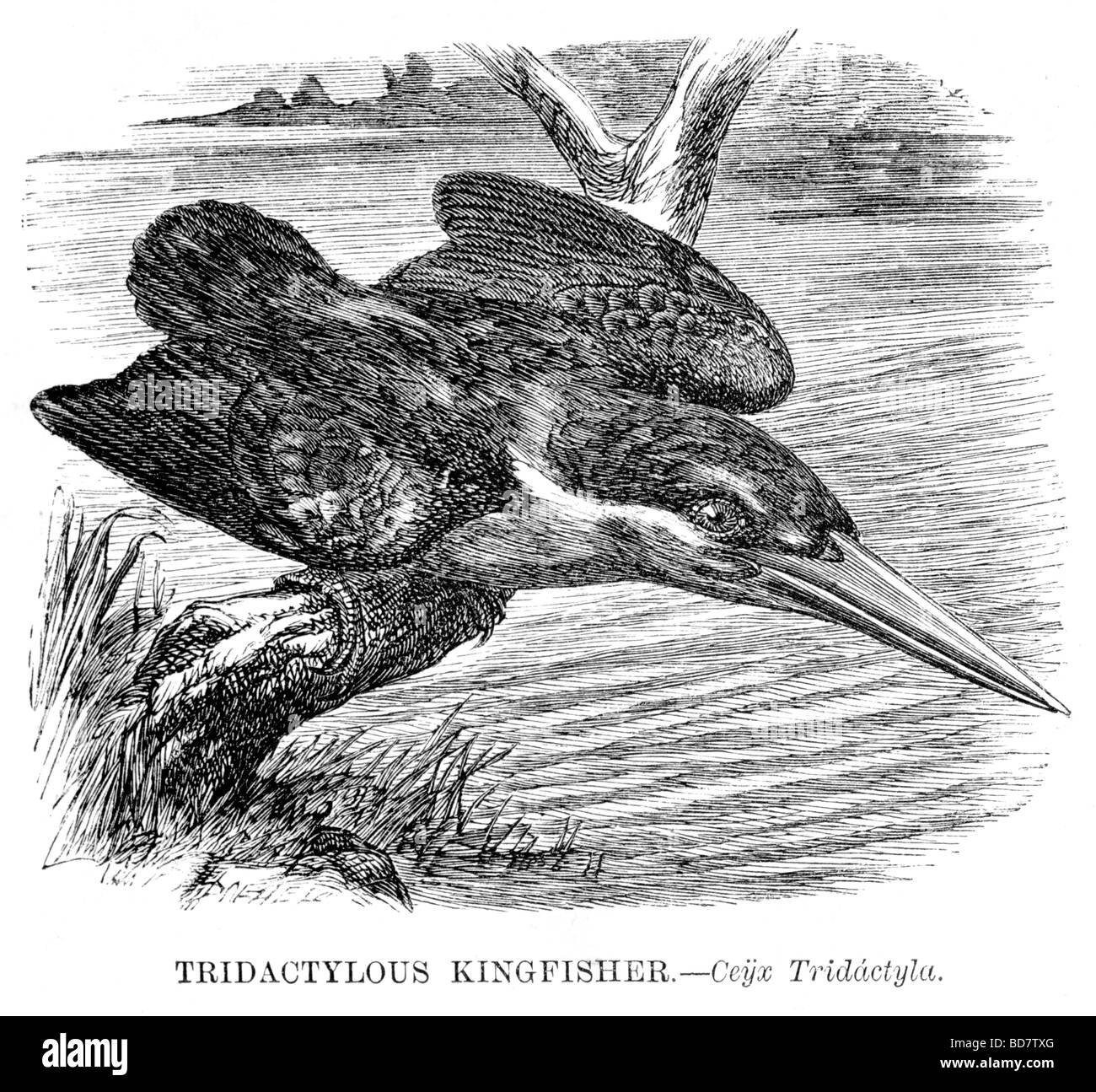 tridactylous Eisvogel KEYx tridactyla Stockfoto