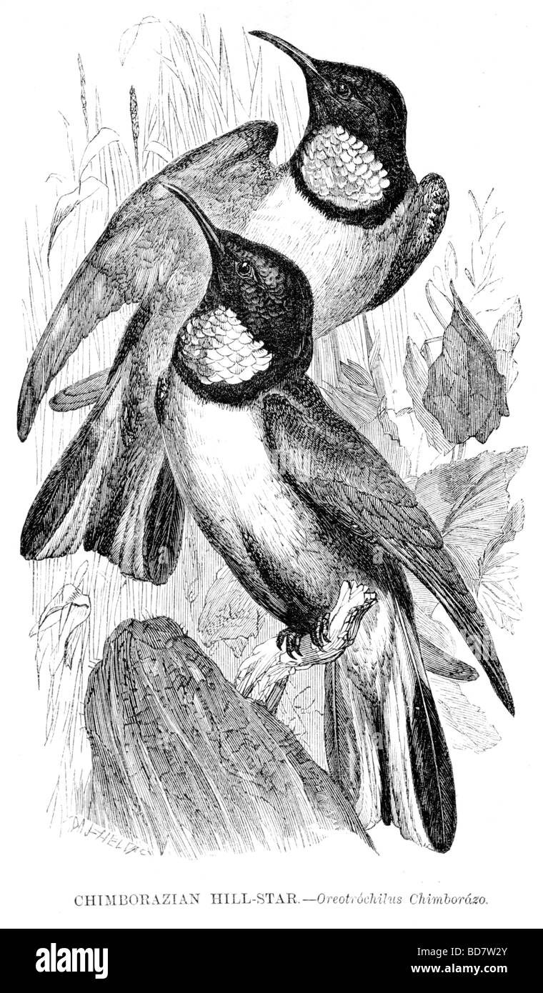Chimborazian Hügel Sterne Oreotrochilus chimborazo Stockfoto