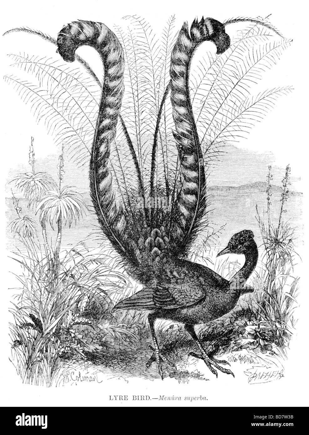 Lyra Vogel Menura superba Stockfoto