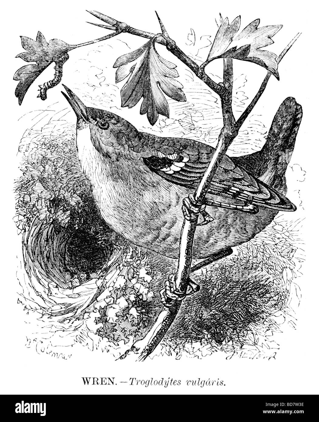 Zaunkönig Troglodytes vulgaris Stockfoto