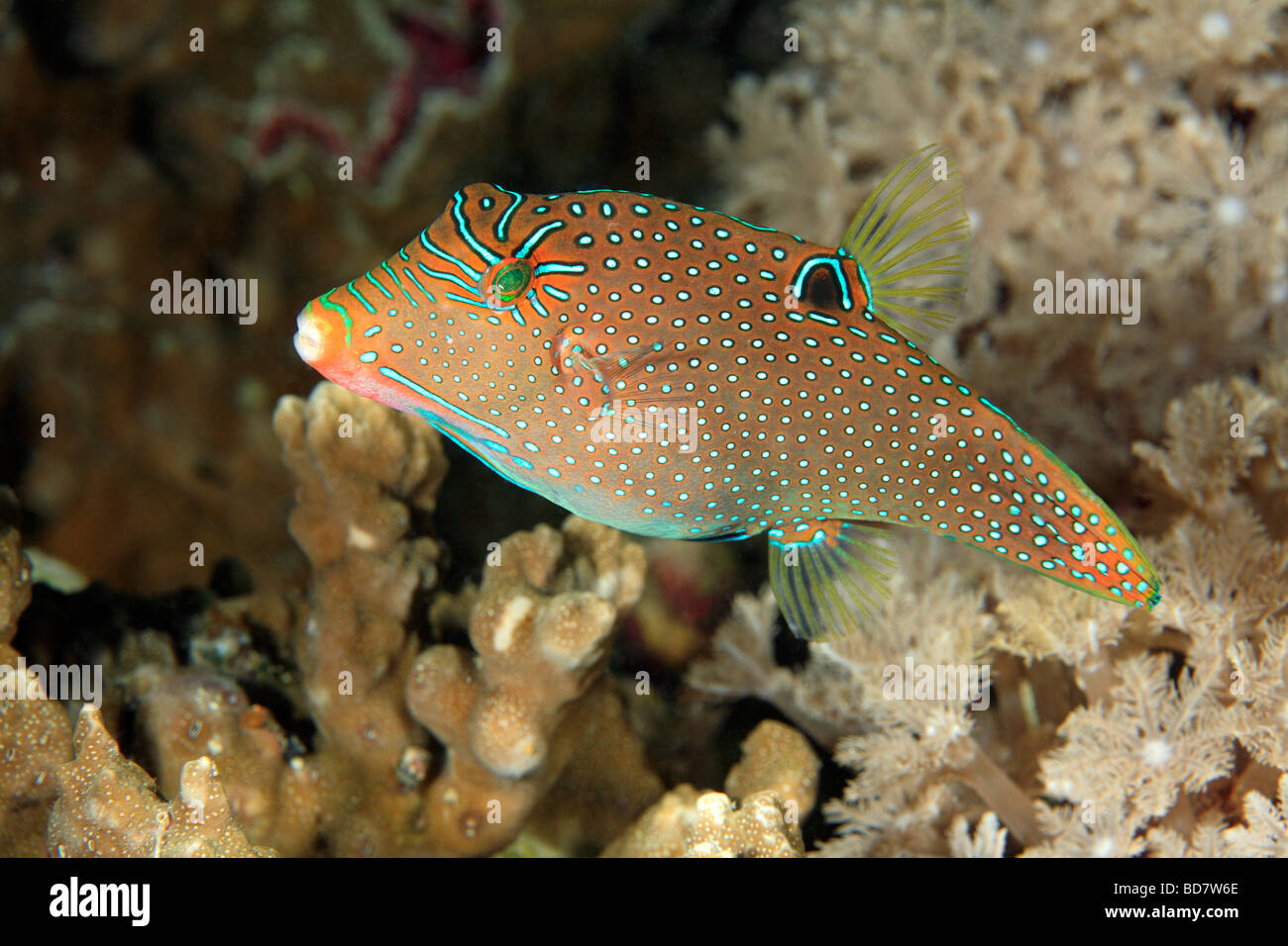 Papua Kugelfisch oder Papuan Toby, Canthigaster Papua, Schwimmen an einem Korallenriff... Stockfoto