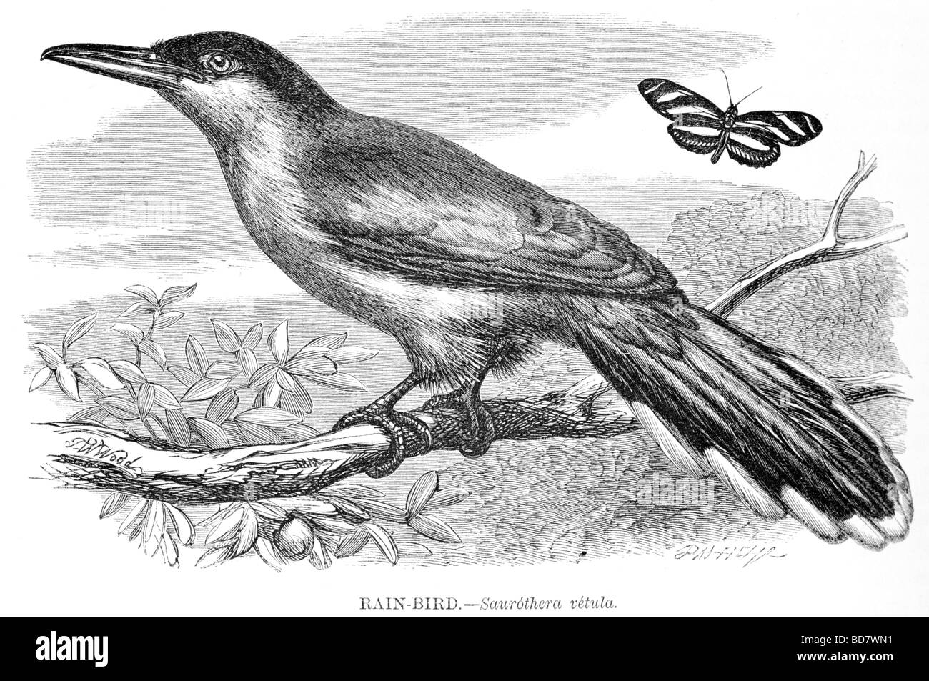 Rain Bird Saurothera vetula Stockfoto