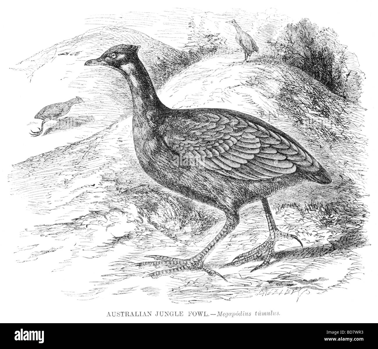 australischen Dschungel Geflügel Megapodius tumulus Stockfoto