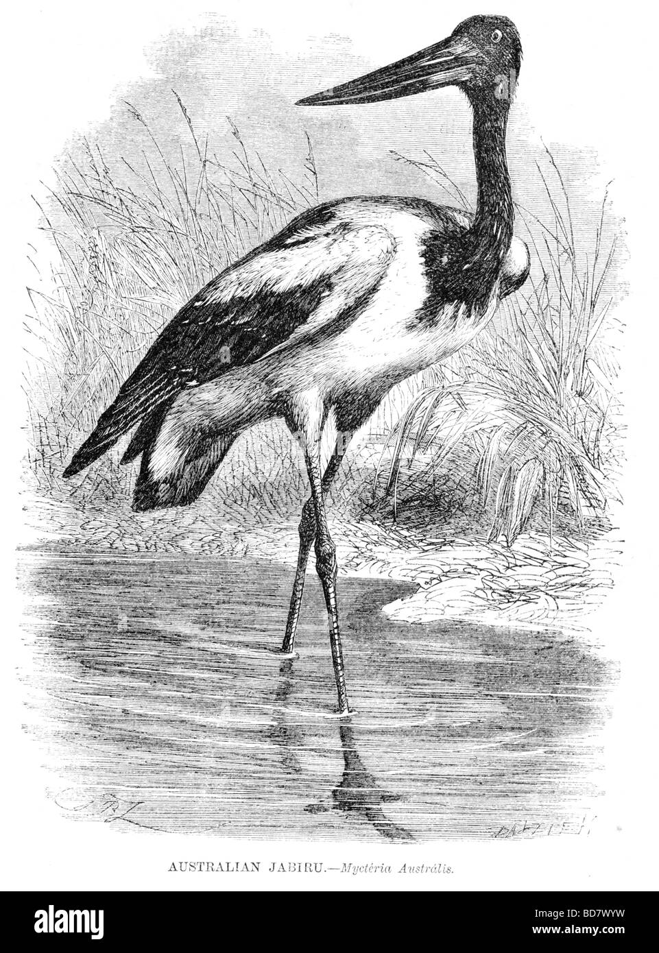 australische Jabiru Mycteria australis Stockfoto