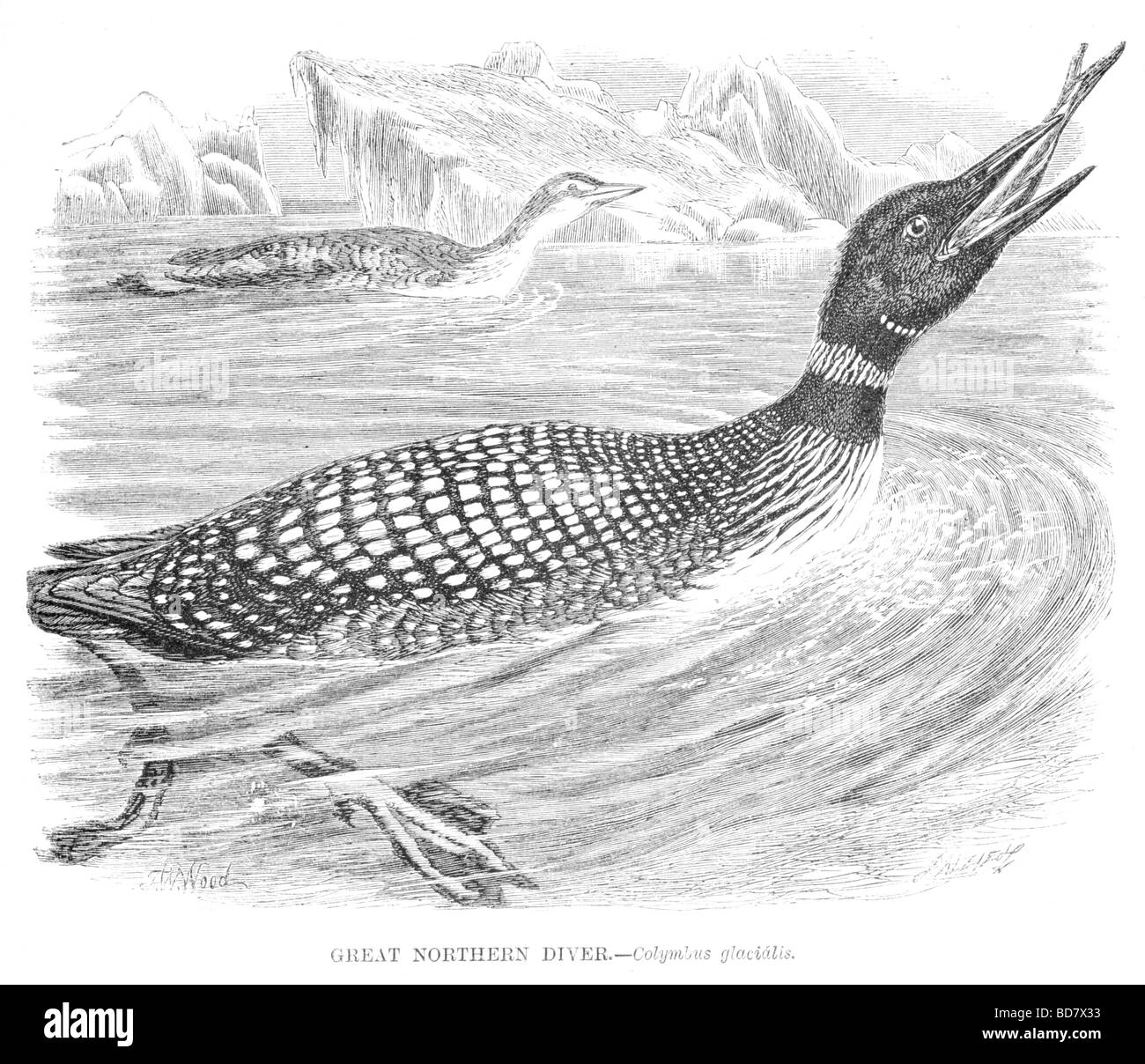 großer Norden Taucher Colymbus Cyclopoida Stockfoto