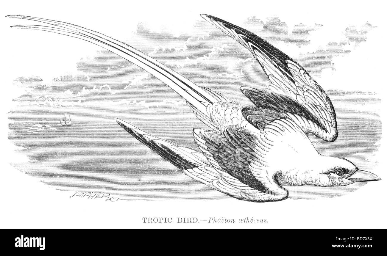 tropische Vogel Phaenton aethereus Stockfoto