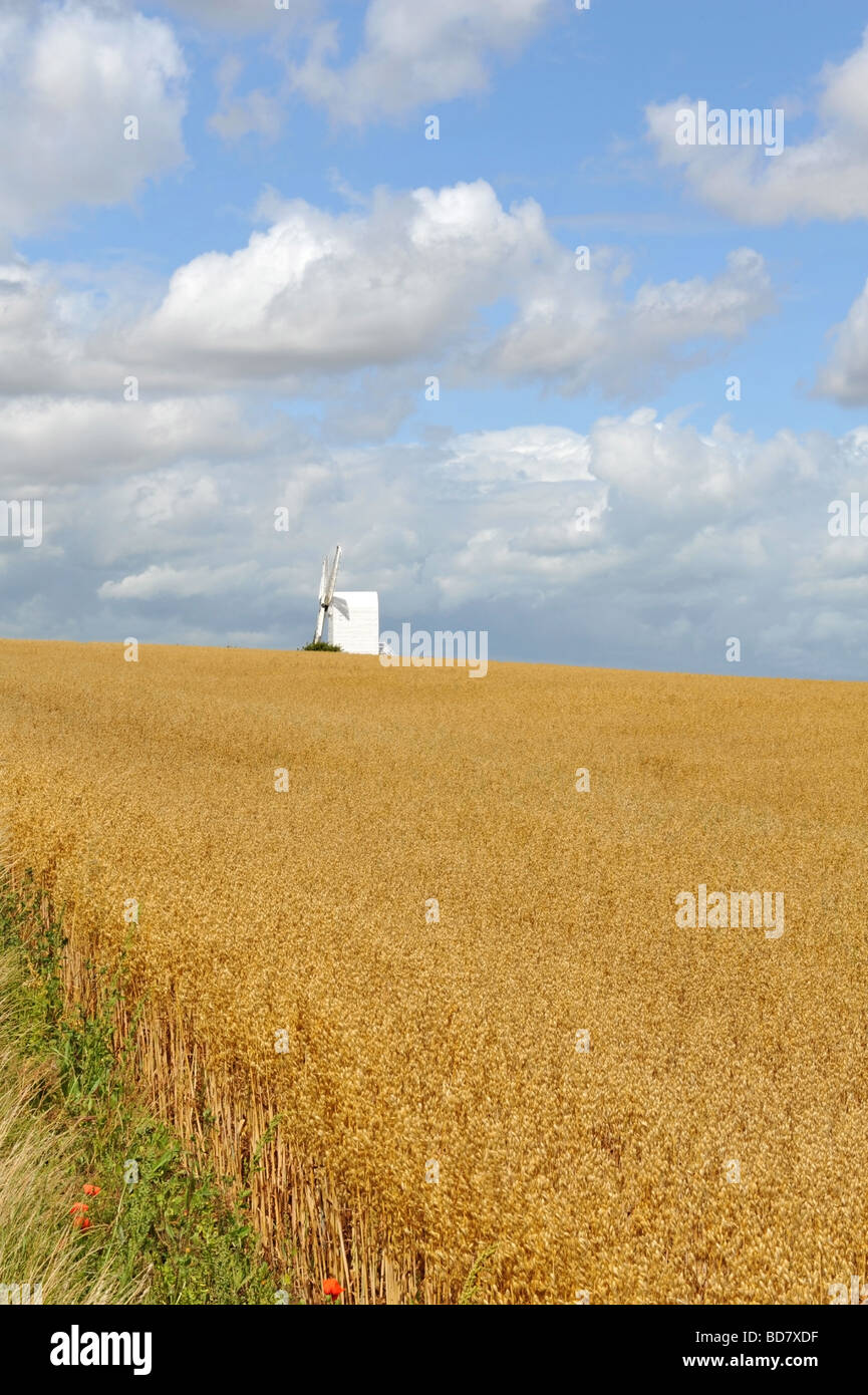 Goldene Mais-Feld und entfernten weißen Windmühle am Chillenden in der Nähe von Canterbury Kent UK Stockfoto