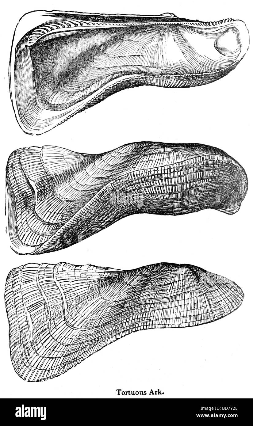 gewundener Arche Stockfoto