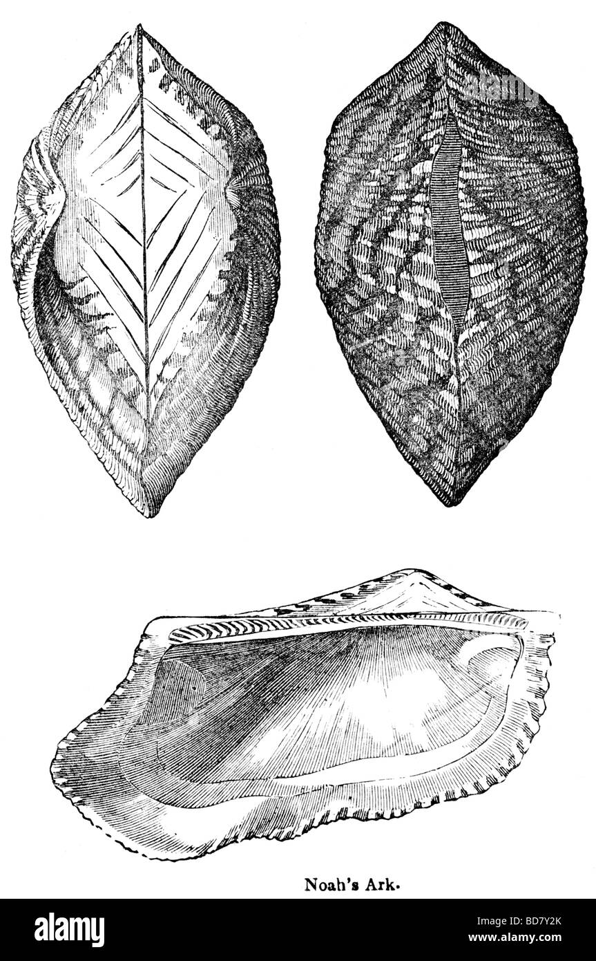 Arche Noah s Stockfoto