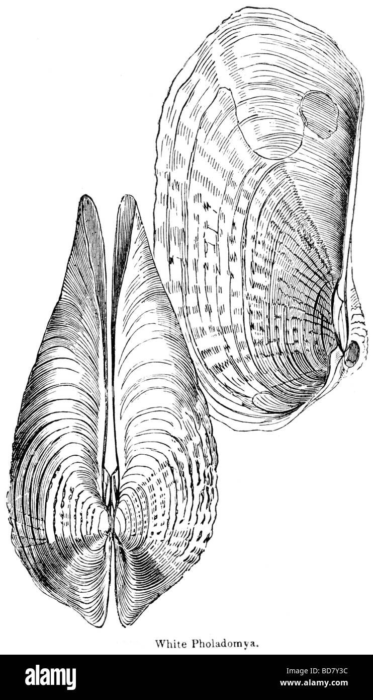 weiße pholadomya Stockfoto