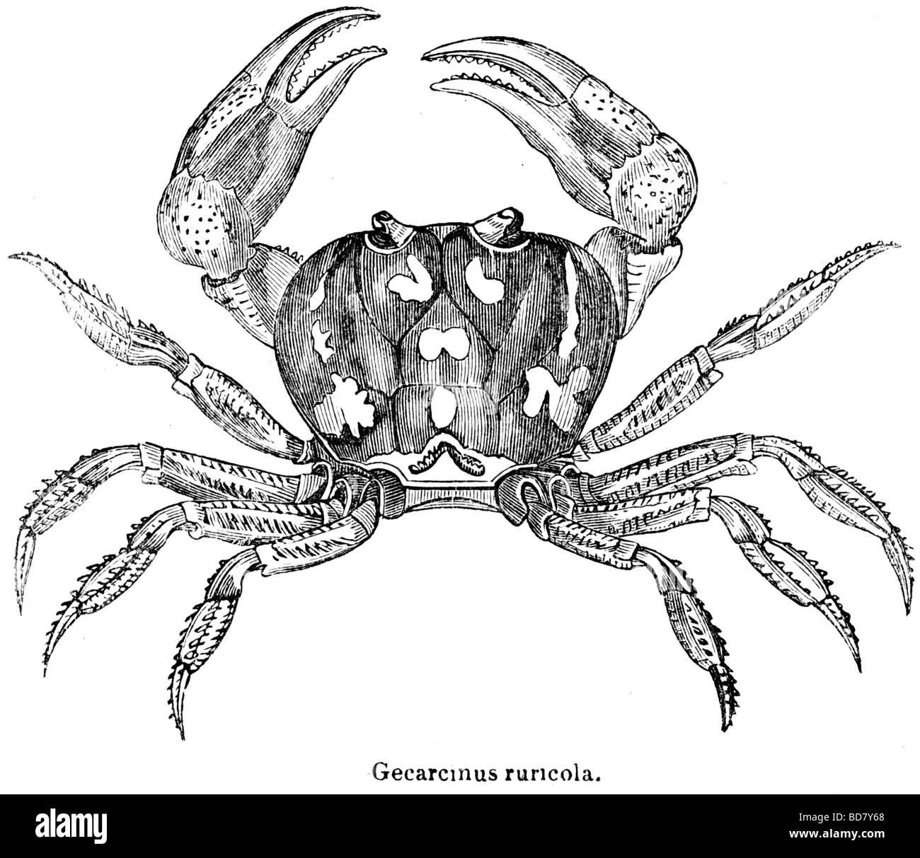 Gecarcinus ruricola Stockfoto