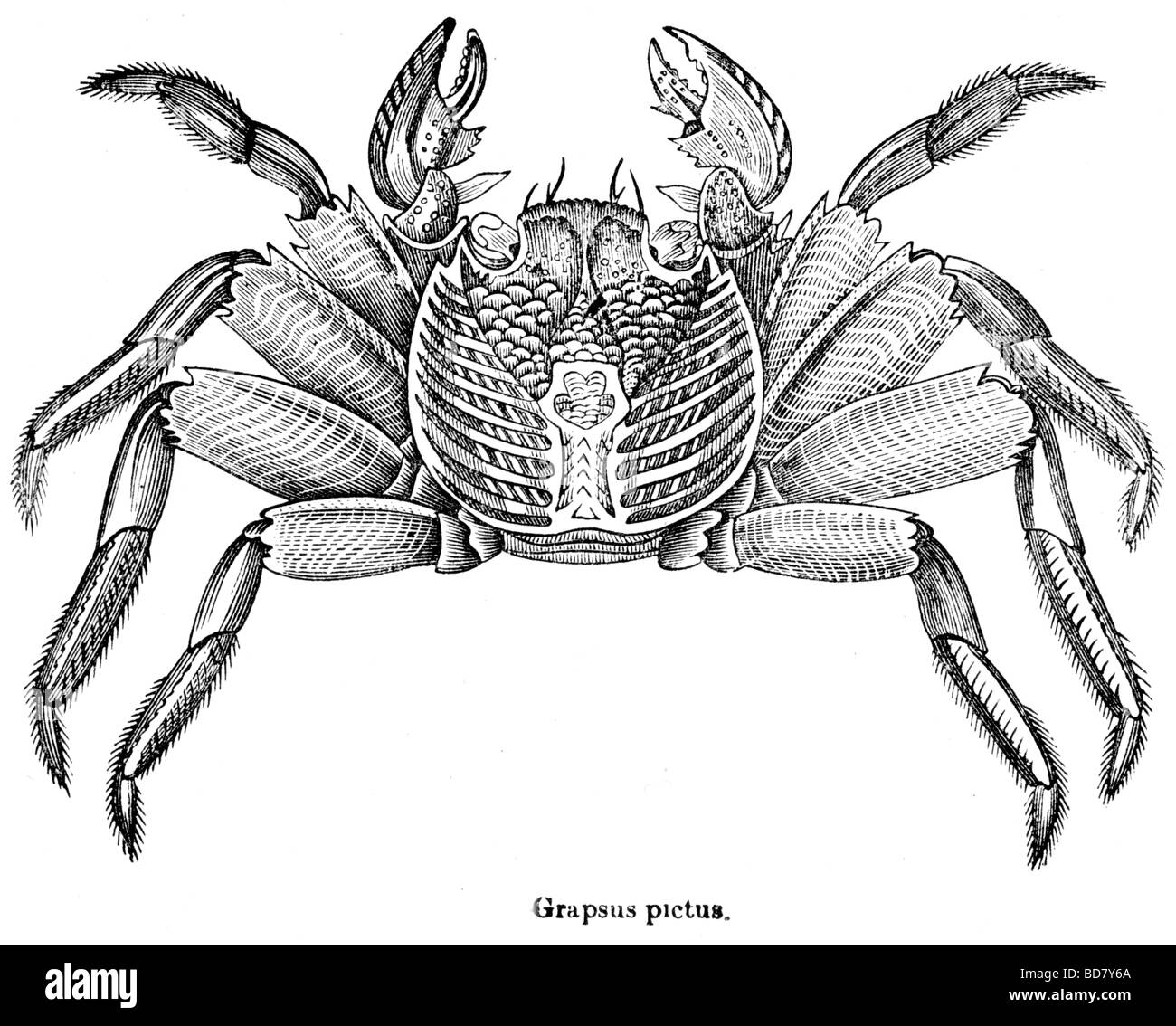 Grapsus pictus Stockfoto