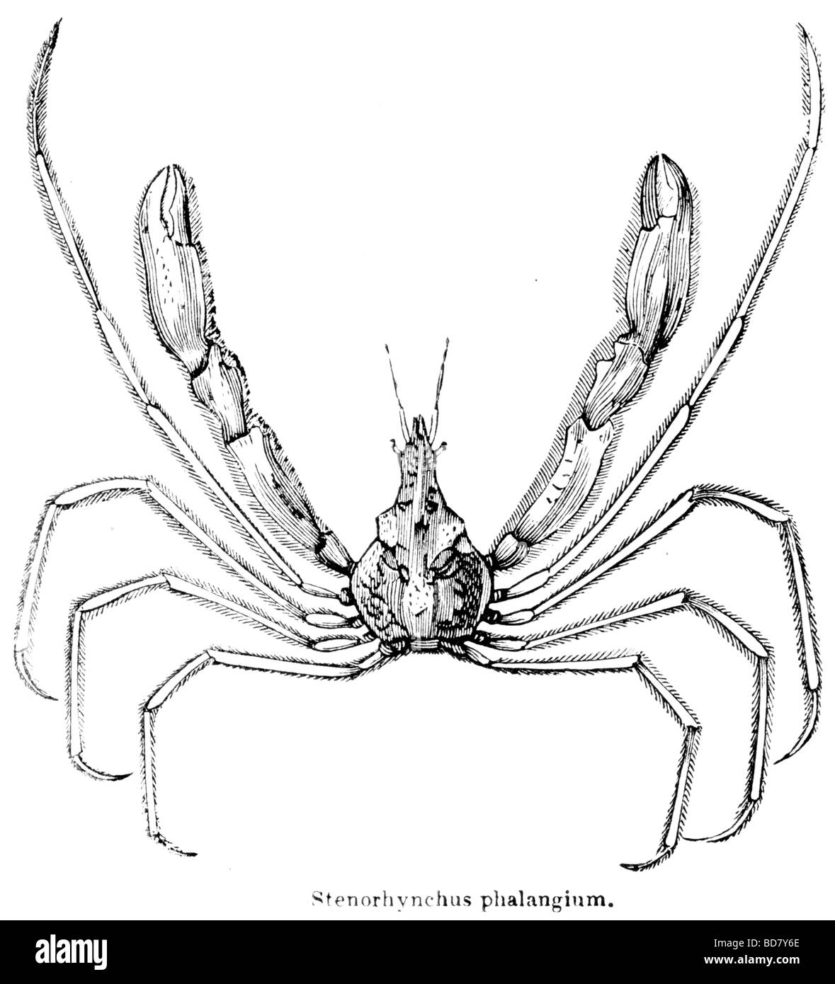 Stenorhynchus phalangium Stockfoto