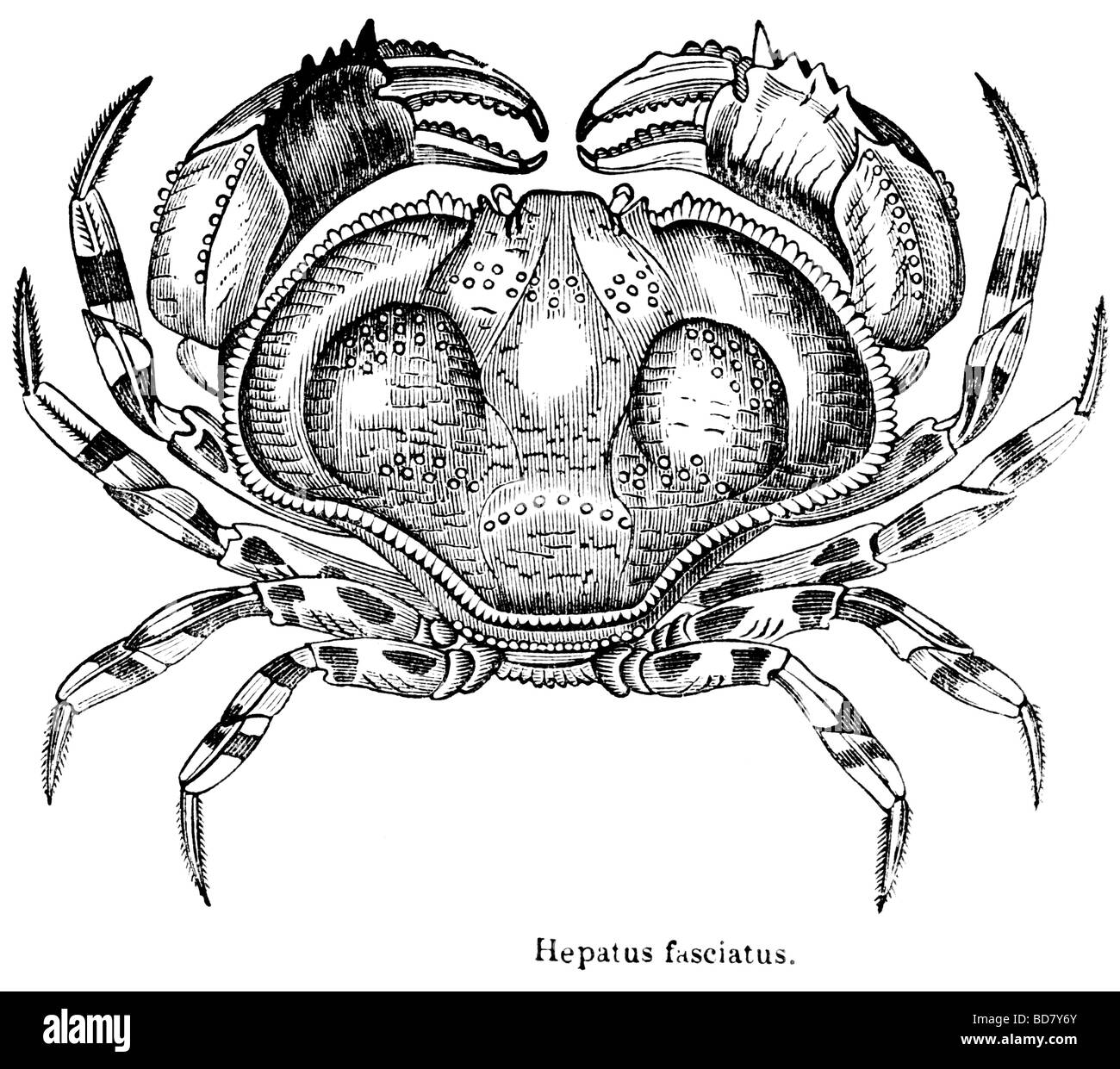 Hepatus fasciatus Stockfoto