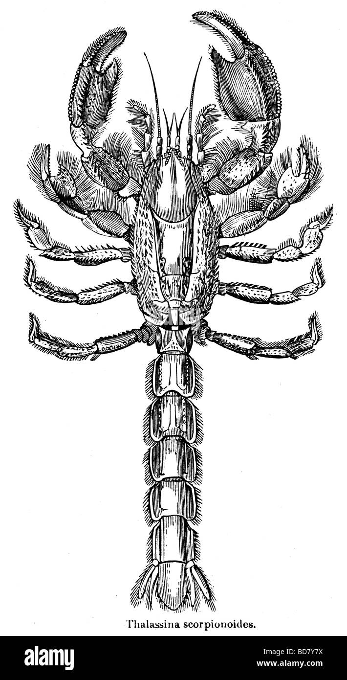 Thalassina scorpionoides Stockfoto