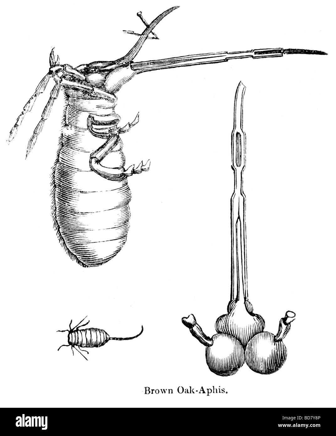 braune Eiche aphis Stockfoto