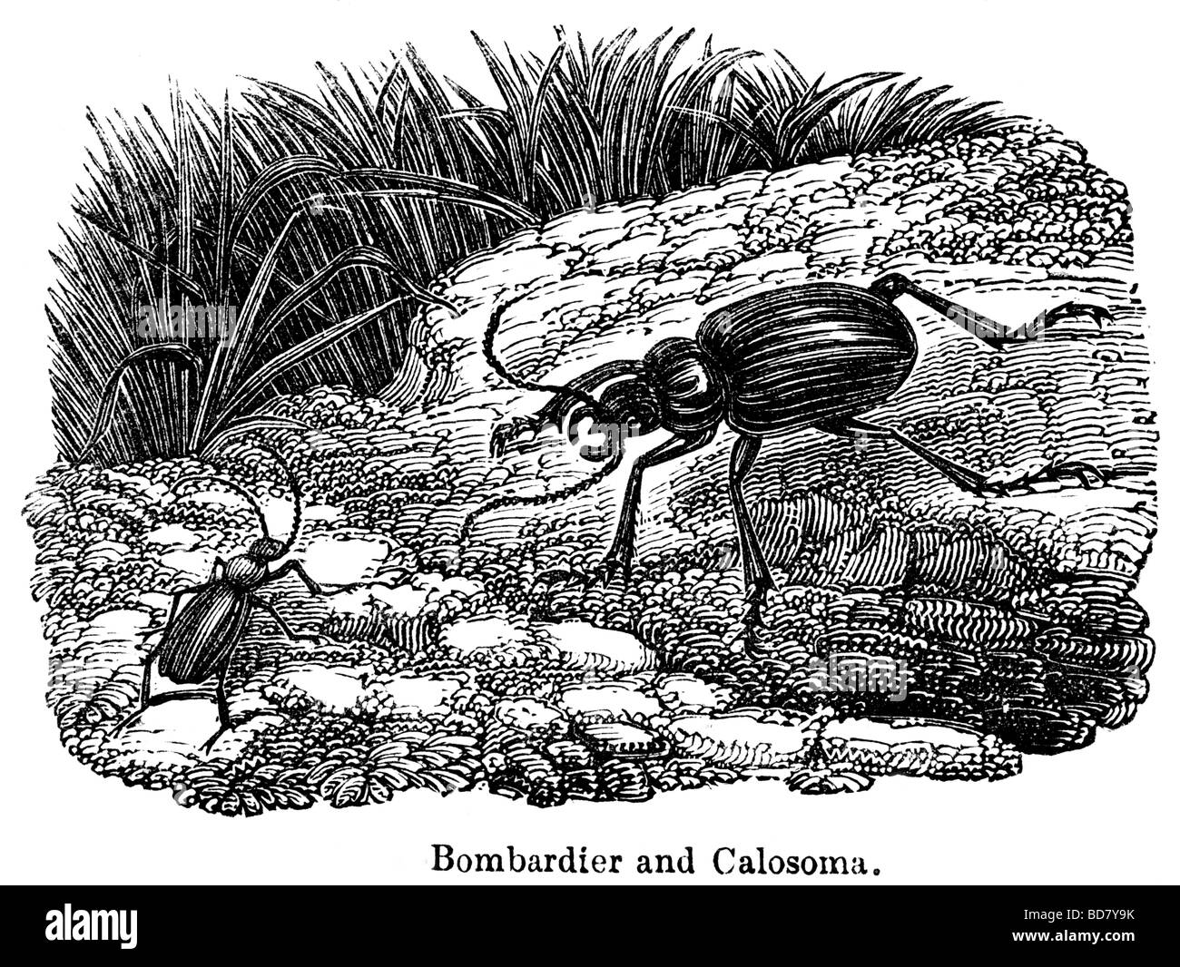 Bombardier und calosoma Stockfoto