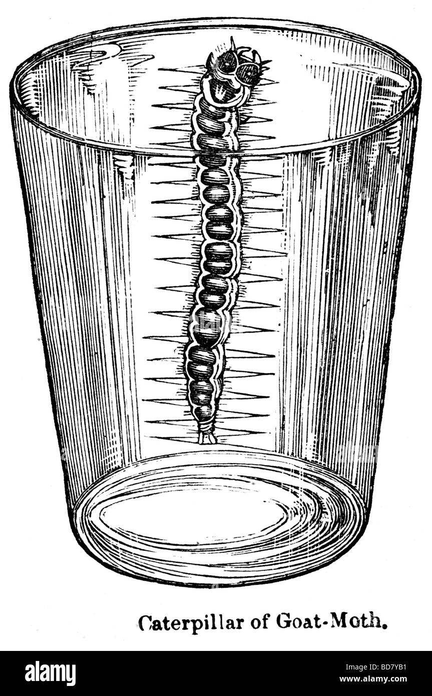 Raupe von Ziege moth Stockfoto