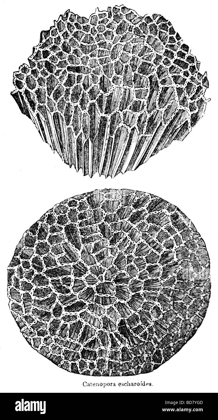 Catenopora Escharoides Korallen Korallen Stockfoto