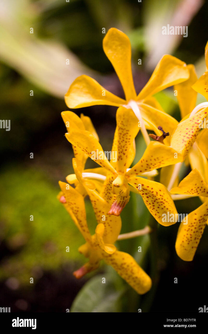 Leuchtende Orchideen auf dem Display in einem Garten in Singapur Changi Airport Stockfoto