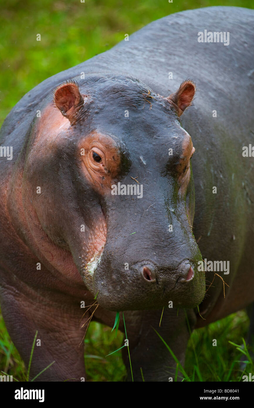 Nilpferd Hippopotamus Amphibius Krüger NP in Südafrika Stockfoto