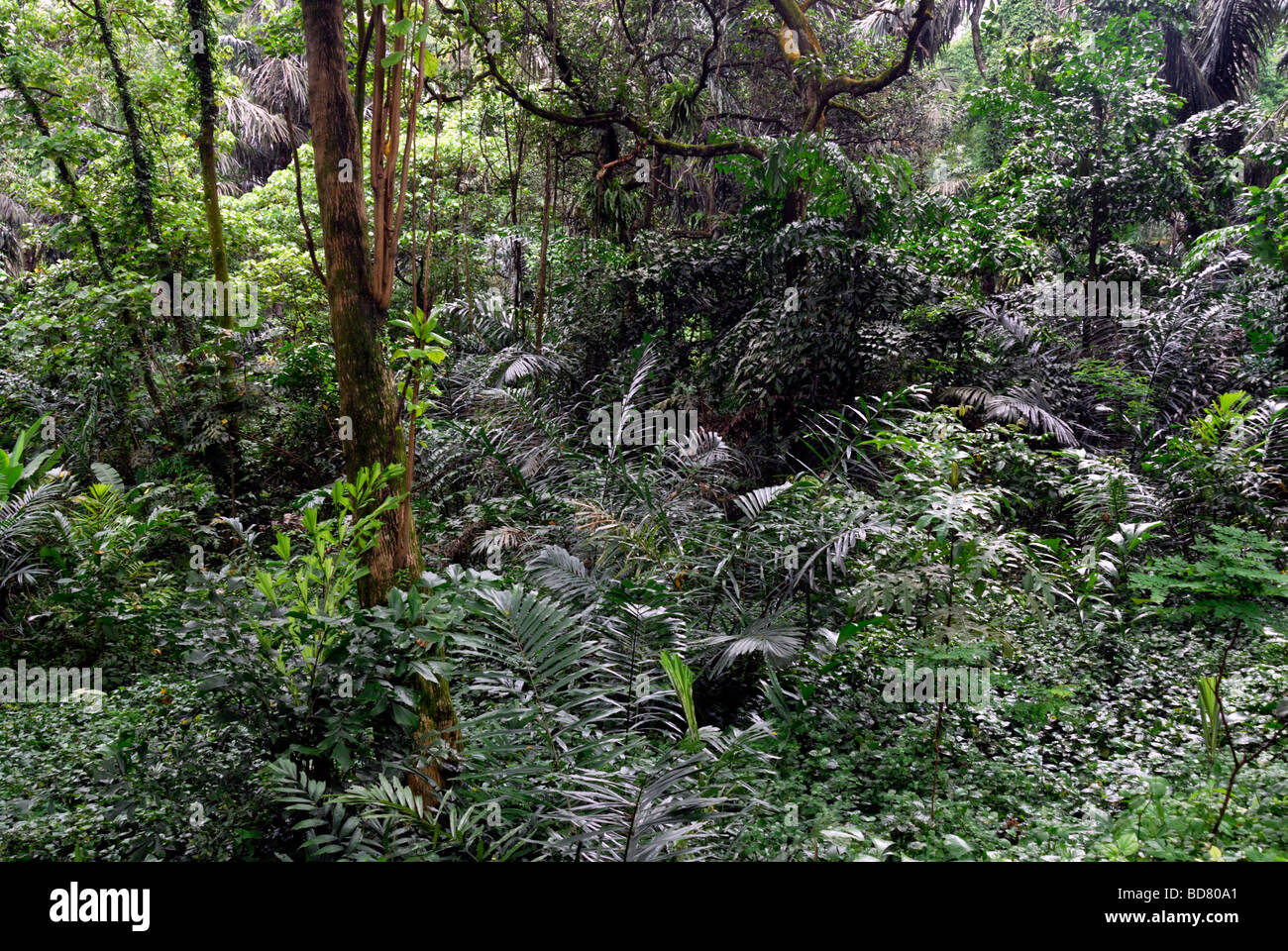 Dschungel, Lake Gardens-Bereich, Kuala Lumpur Stockfoto