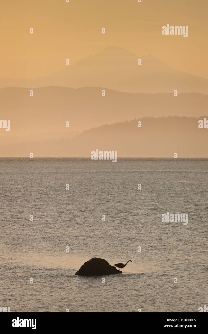 Bei Sonnenaufgang fischt eine Great Blue Heron in Bellingham Bay, Washington USA, für Lebensmittel mit Mt. Baker im Hintergrund abzeichnen. Stockfoto