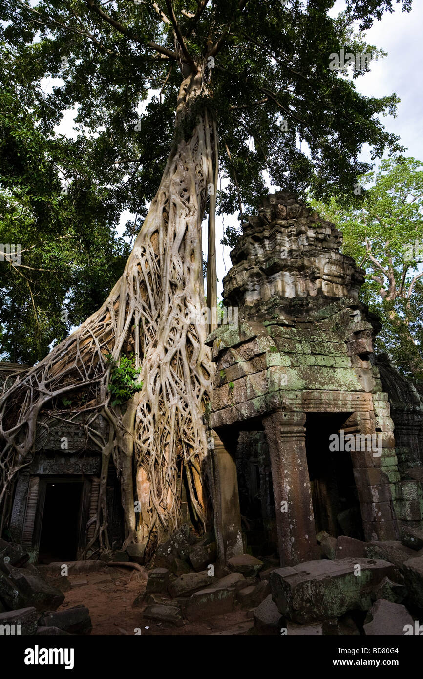 Ein riesiger Baum erwächst aus einem Tempel Dach hinter zerstörtes Mauerwerk im Ta Prohm, Kambodscha Stockfoto